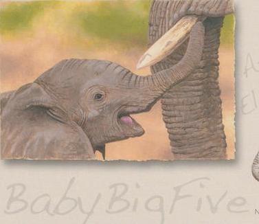 Big Baby Five, Elephant