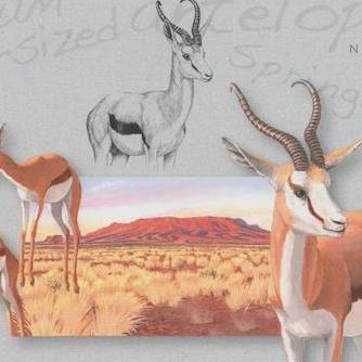 Medium Sized Antelopes, Springbok