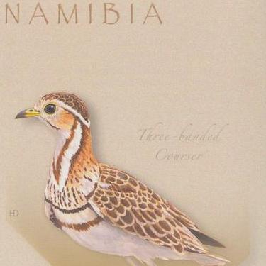 Three Banded Courser