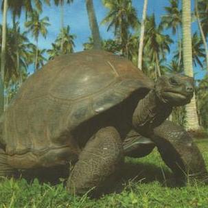 Giant Tortoise