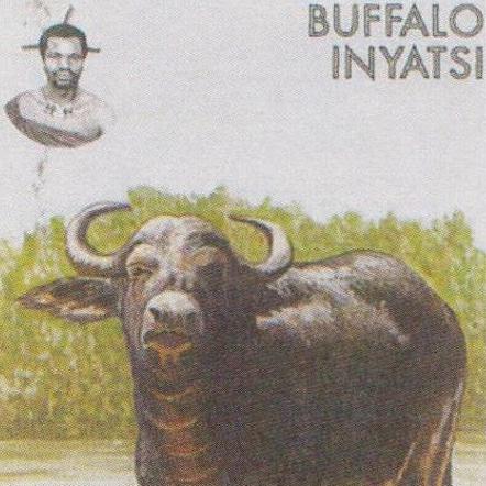 Water Buffalo