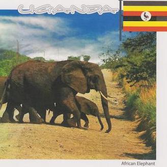 African Elephants