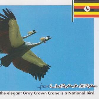 National Bird, Grey Crown Crane 