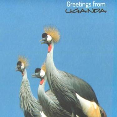 Grey Crowned Crane