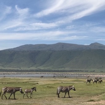 Zebras on safari in Tanzania